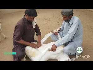 urine blockage in GOATS || GOATS farming TIPS || GOATS farming problem || FRIENDS GOATS FARM