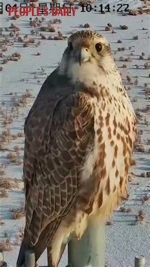 A pair of saker falcons was spotted nesting and raising their newborns in Inner Mongolia.