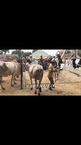 6.4K views · 32 reactions | Kumpulan Sapi ngamuk & lucu lompat dari truck | Sapi Kulo Channel | Facebook