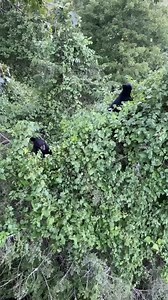 3.5K views · 854 reactions | These two, very rare “birds” were having...