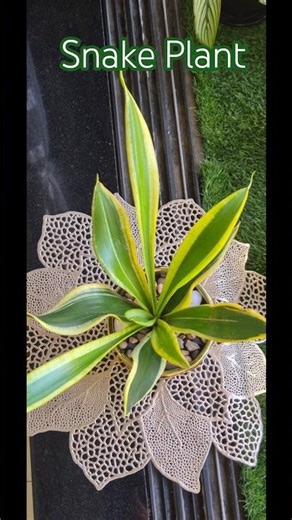 Window Gardening - Snake Plant (Dracaena Trifasciata) #ytshorts #shorts #viral #decor #plants