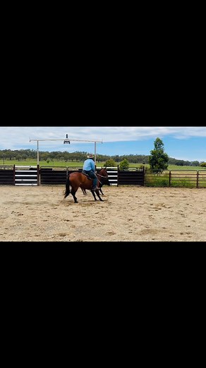 😱😱UNEDITED SALE VIDEO😱😱 Dalby Australian Stock Horse Sale Lot 94 WRIGHTS TOPHAT POLLY 5yo mare 15hh Sire: METALLIC STORM Dam: WRIGHTS TOPHAT CONGRATULATION Polly is an exceptional quality mare what you see is what you get! Polly is setup and ready for her rookie year or take her challenging! Polly is a quiet mare that is easy to get along with and always try’s to please! | JOMA equine
