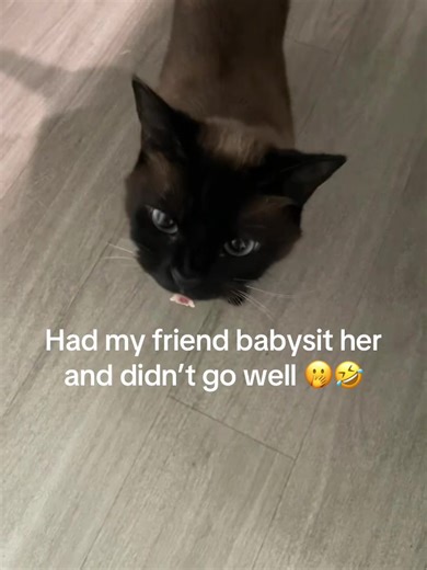 I’m glad she loves me cause this is so scary 🤣🐍 #catsoftiktok #siamesecat #cattok #siamese #angrycat #lolz