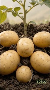 🥔 A Potato's Entire Life in 1 Minute | From Sprout to Potato Plant | Satisfying Timelapse 4K