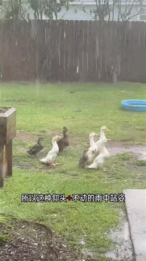 Why Do Ducks Stand Motionless with Their Heads Up in a Downpour? #Animal Facts#Ducks