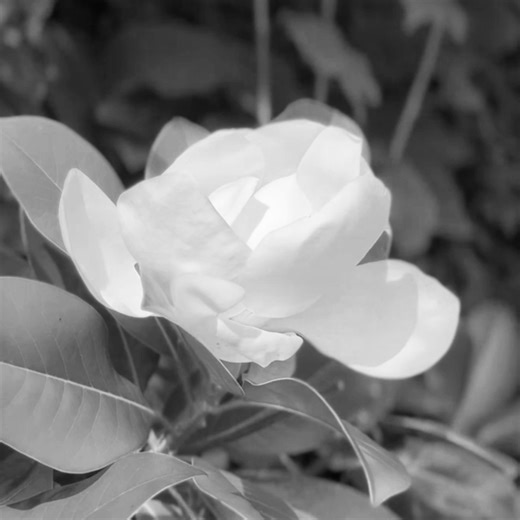 32K views · 84 reactions | Discover ‘Electric Fields’, a unique...