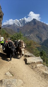 76K views · 1.3K reactions | Getting close with the Himalayan Yaks  | Pristine Nepal - Treks & Expeditions | Facebook