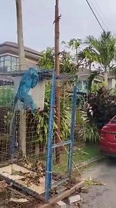 Betapa bodohnya perangai dan sikap biadap yg bergelar manusia dimana beruk tidak ada pendidikan dan pengajaran agama malah hanya manusia yg bisa ada tapi manusia perangainya lagi kejam dari binatang. | My News