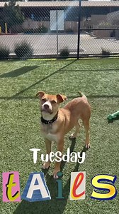 45 reactions | Roblox is an absolute big time cuddler! When he’s not on your lap he enjoys running around outside and taking in his surroundings. This sweet 4-month-old Terrier-Cur blend can’t wait to find a loving family to love unconditionally but also play with many toys! This adorable pup will keep you giggling all day with his cute quirks  | Helen Woodward Animal Center | Facebook