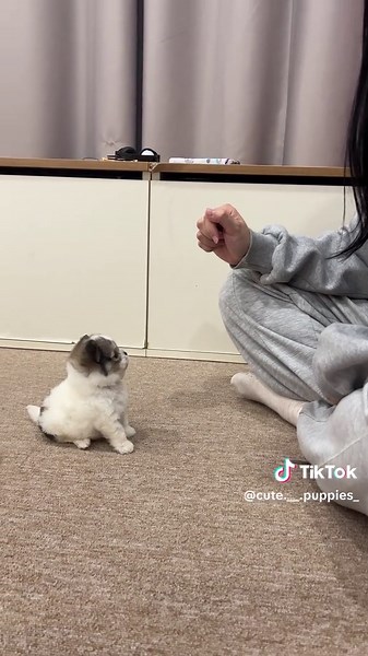 TikTok의 PUPPY BLOSSOM 퍼피블러썸