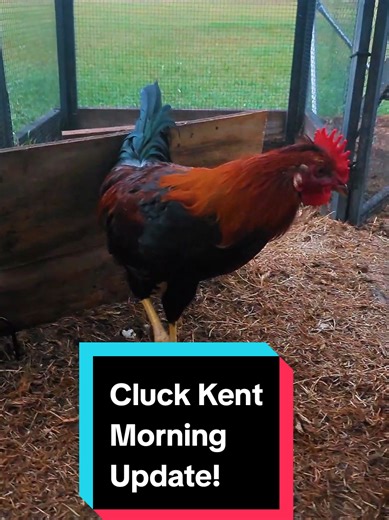 #cluckkent #rooster #chickensoftiktok #backyardchickens #chickendad