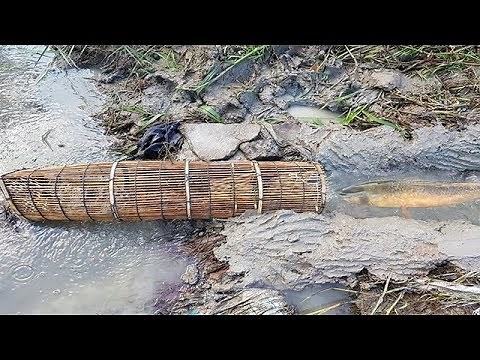 Traditional Khmer Fishing-How To Catch A Lot Of Fish At Rice Field By Traditional Fish Trap