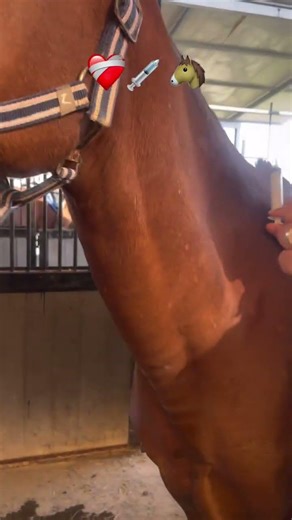 How to inj IV in Horse 🐴 #animalcare #horse #petcareprovider #animalcare #cattledisease