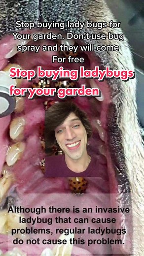 Uncovering the Illegal Ladybug Trade and Wildlife Poaching