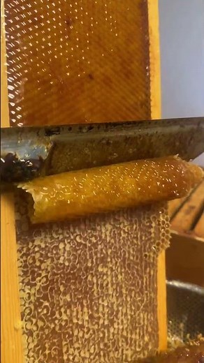 This is how bees build their perfect hive