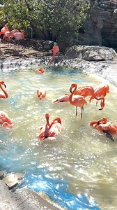 5.9K views · 102 reactions | Look at the flamingos #flamingo #flamingos #flamingolove #adsonreels | Raymond Ybarra | Facebook