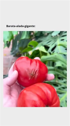 FATO Q VIRALIZA | A barata gigante alada, conhecida cientificamente como Megaloblatta longipennis, está entre as maiores baratas do planeta. O corpo pode... | Instagram