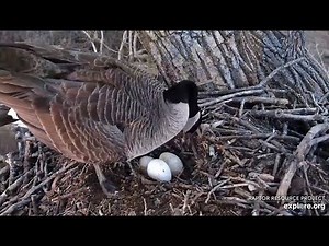 Decorah Eagles/Goose Cam ~ Mom Goose Lays Her 3rd Egg! Fixes Up Nest Moving Tiny Sticks! ♥ 3.12.25