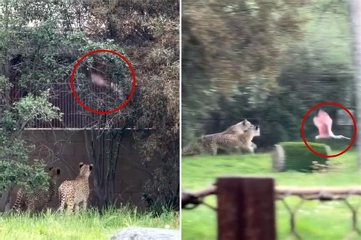 Animals gone wild: Incredible video of show bird escaping cheetahs at the zoo