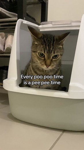 Jordie & Ollie on TikTok