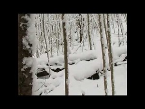 SNOWSHOE HARE HUNTING ON THE ALLEGHENY