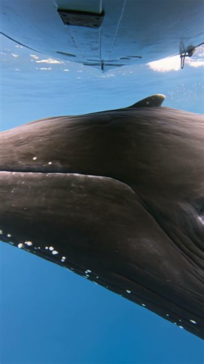 Humpback Whale Rises Inches From Research Camera and Locks Eyes With the Lens — Raw Encounter 😳🐋