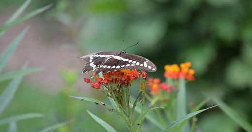 Butterfly Houses in Maryland - Watch Colorful Butterflies