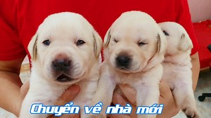 294K views · 10K reactions | Làm ngôi nhà mới cho lũ cún con Chút Chít đáng yêu ❤ Cà Rốt thấy các e có nhà mới, cũng muốn vào ở cùng để chơi với các em nữa  | Củ Cải | Facebook