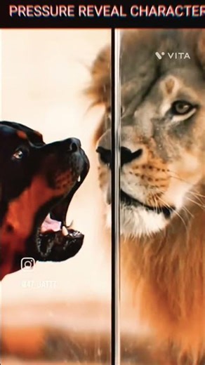 rottweiler vs lion #viralvideo #rottweiler #trendingshorts