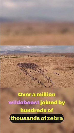 The Great Migration A Spectacle of Nature 🦓