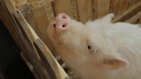 A Woman Feeds a Small Pig in a Petting Zoo or on a Farm Stock Footage - Video of education, hand: 212417702