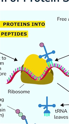 Pepsinogen and Pepsin and Mucus