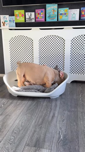 When they ask me why I’m late posting on instagram . Cause I’m the bully man in town 🙋🏼‍♂️ . I got dogs in all the counties 💯 . . They know me cause I be gang.. Yo❗️✌️ . . . #americanbully #bullybreed #ganggang #dogs #bully #instagram | Icedabullz1