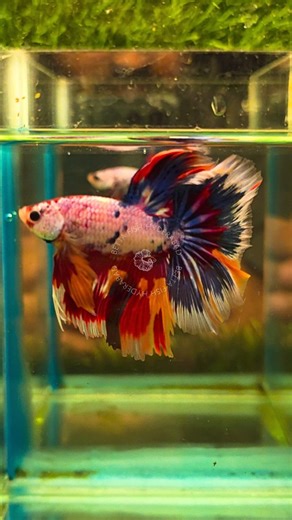 Betta Fish Hyderabad || BETTA FISH || Aquatic Pet Store on Instagram: "Nemo Galaxy OHM Rosetail Betta Breeding Pair!!!🤍💙❤️🧡💙🤍🖤💙🤍💙🖤❤️🖤💙🤍🧡❤️🤍💙🖤❤️ . . . #instagram #explore #instagood #explorepage #bettafısh #india #viral #trending #instalike #bettathailand #bettaindonesia #instadaily #bettacommunity #bettaworld #bettasorority #pet #hyderabad #telangana #telugu"