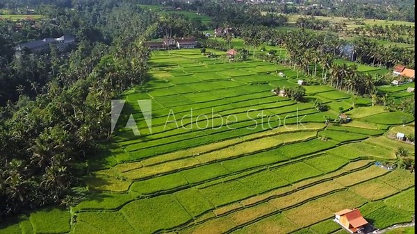 Aerial 4K Drone Footage: Breathtaking View of Rice Fields, Villas, Tropical Beauty near Campuhan Ridge, Ubud, Bali; Orbiting Shot, Ideal for Travel Blogs and Documentaries