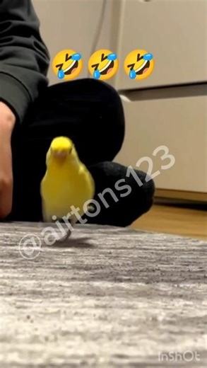 Funny Budgie Running 💨🤣🦜#budgies #parrot #funny #funnyanimals #running #playing