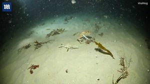 Surprising moment seal eats octopus that attempts to eat crab