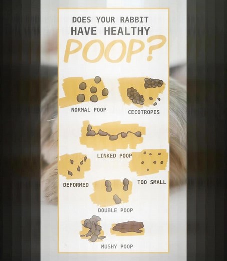 The Anointed One on TikTok