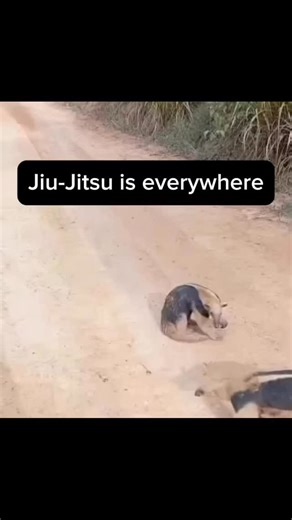 BJJ / Mindset Mastermind/ Daniel Pinheiro | lol 😂 | Instagram