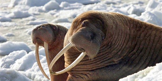 Trump administration stopping NOAA data service used to monitor sea ice off Alaska