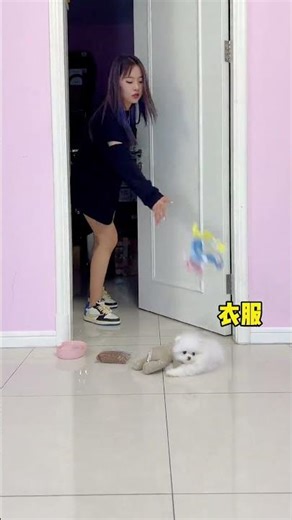 Stealing candy from mom's backpack, hehe #teacupdog #Pomeranian #Purebred Pomeranian