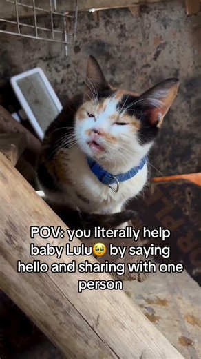 POV: you literally help baby Lulu by saying hello and sharing with one person