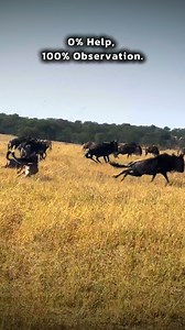 138K views · 1.7K reactions | A wildebeest may seem erratic. But as...
