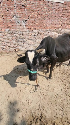 hmari ye cow plot me Aagyi 😍 #cow #cow #baffalo #baffalo #babyanimal