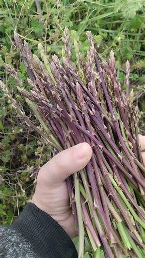 Άγρια σπαράγγια! #σπαράγγια #άγρια χόρτα #asparagus #foraging #φύση #foodie #wild asparagus
