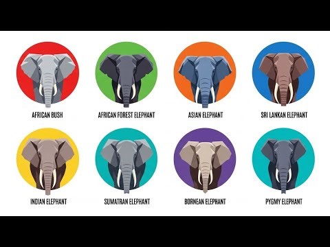 Every Type of Elephant Species Explained (Species You Must Know!)