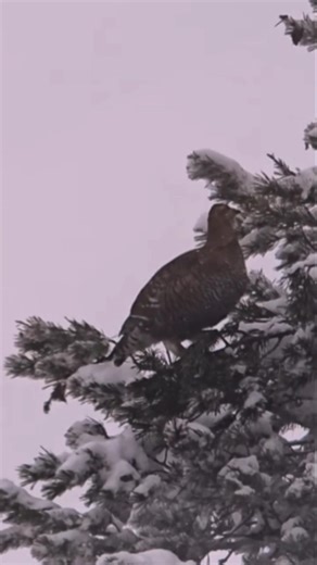 Capercaillie, Tetrao urogallus