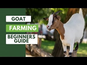 GOAT FARMING: Beginners Guide