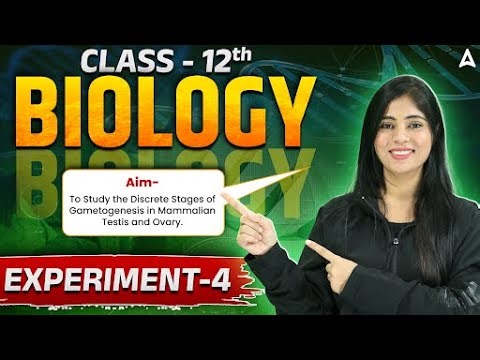 Class 12 Biology Experiment -4 | Discrete Stages of Gametogenesis