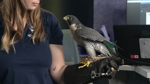 Ameren partners with Wild Bird Sanctuary to boost falcon conservation efforts